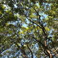 The tree canopy looks like Ausralian eucalyptus, A Sail Fitting, Billingford Windmill, Billingford, Norfolk - 20th August 2020