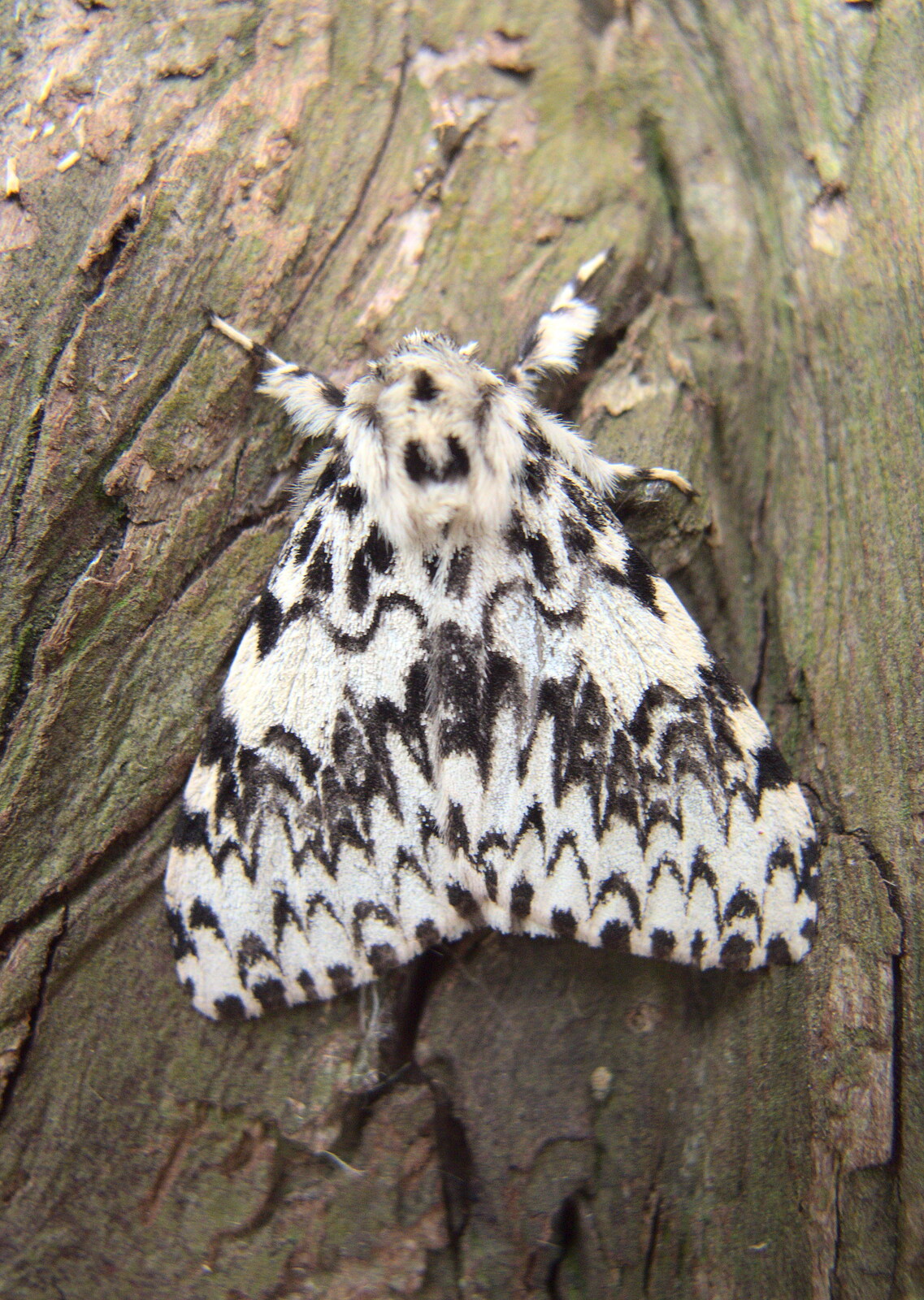 There's a massive black-and-white moth on a tree from More Bike Rides, and Marc's Birthday, Brome, Suffolk - 21st August 2020