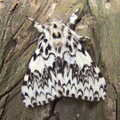 There's a massive black-and-white moth on a tree, More Bike Rides, and Marc's Birthday, Brome, Suffolk - 21st August 2020