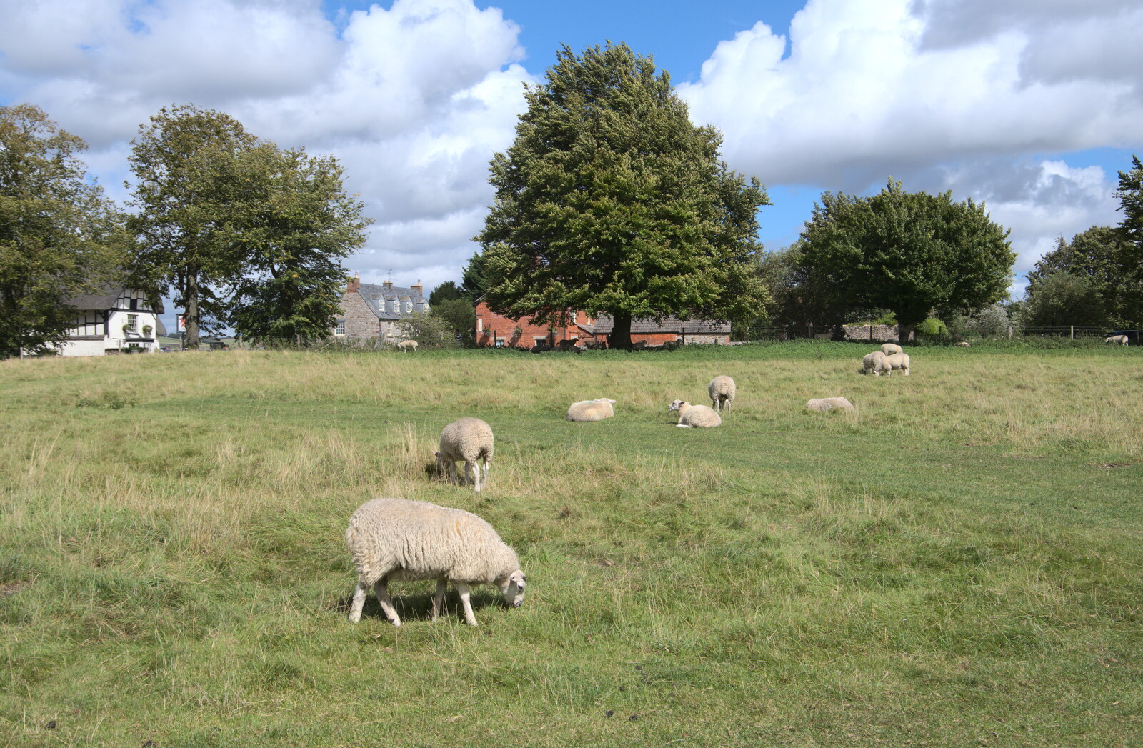 Sheep graze within the circle from Stone Circles: Stonehenge and Avebury, Wiltshire - 22nd August 2020