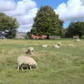 Sheep graze within the circle, Stone Circles: Stonehenge and Avebury, Wiltshire - 22nd August 2020