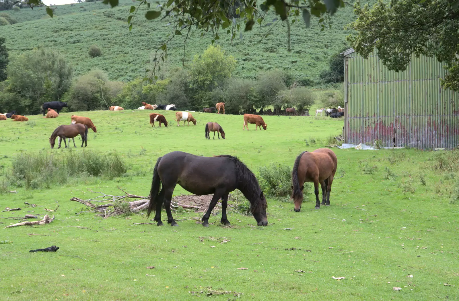 Dartmoor ponies and cows, from A Game of Cricket, and a Walk Around Chagford, Devon - 23rd August 2020