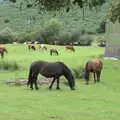 Dartmoor ponies and cows, A Game of Cricket, and a Walk Around Chagford, Devon - 23rd August 2020