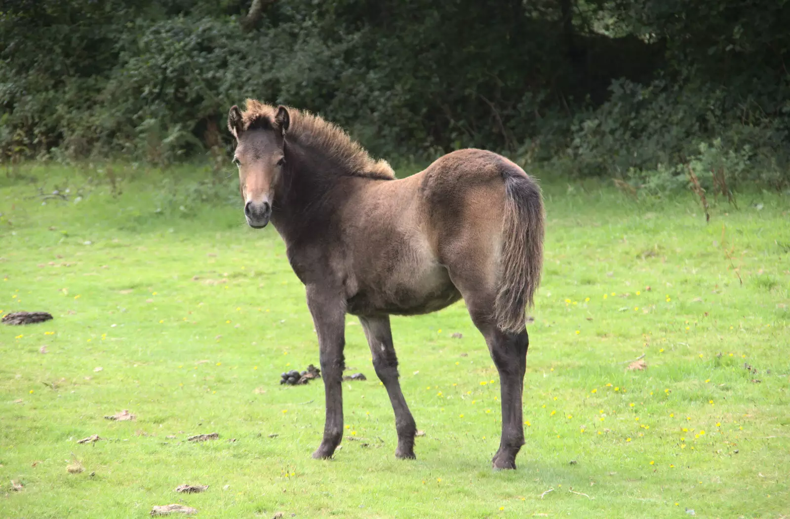 A pony looks over, from A Game of Cricket, and a Walk Around Chagford, Devon - 23rd August 2020