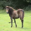 A pony looks over, A Game of Cricket, and a Walk Around Chagford, Devon - 23rd August 2020