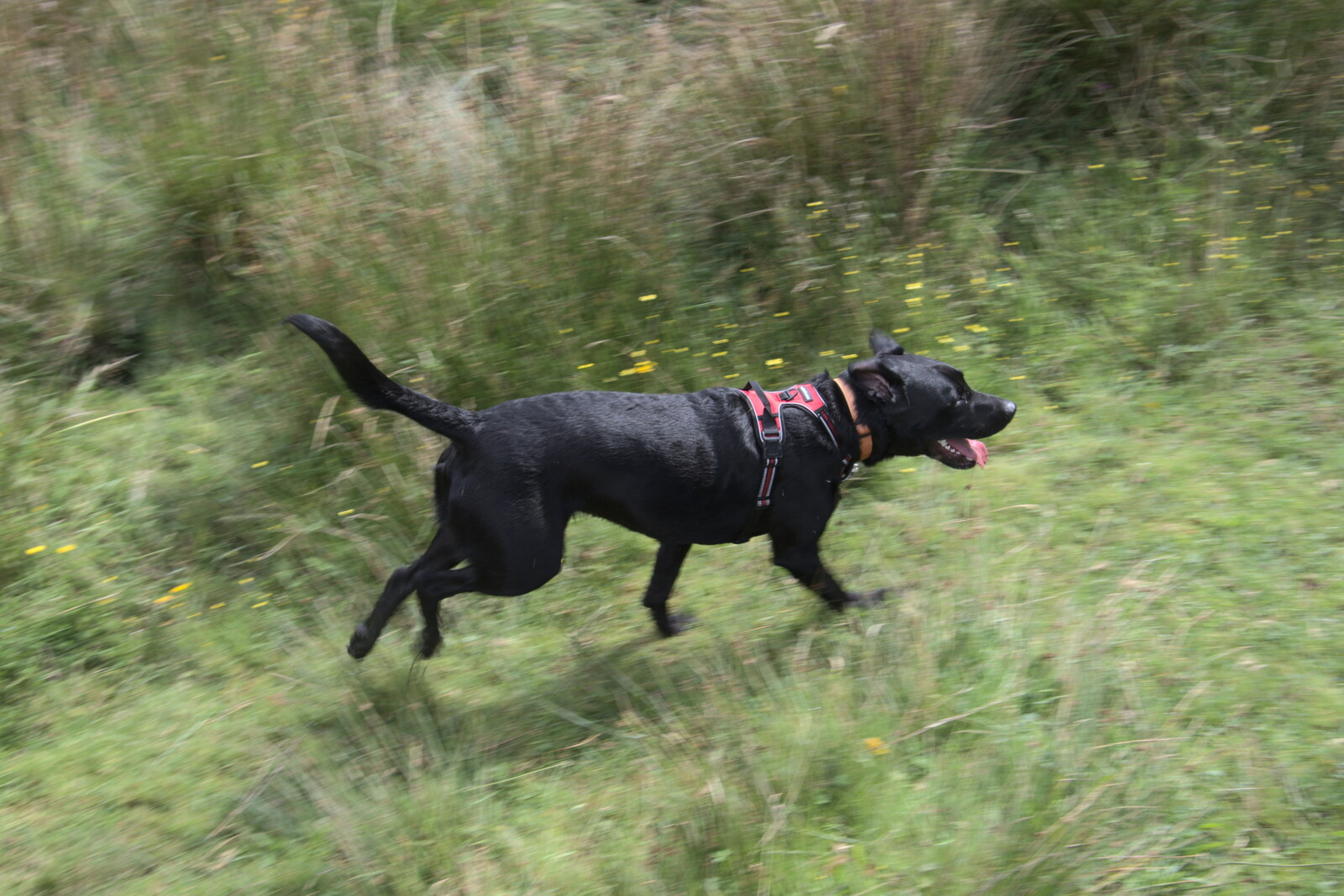 Doug the Dog runs around from A Game of Cricket, and a Walk Around Chagford, Devon - 23rd August 2020