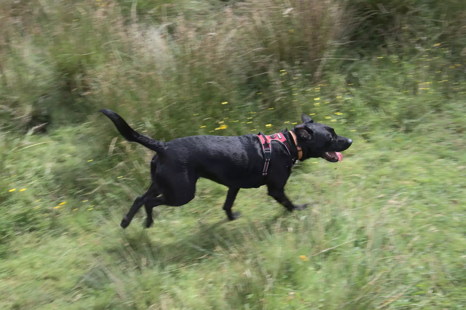 Doug the Dog runs around, from A Game of Cricket, and a Walk Around Chagford, Devon - 23rd August 2020