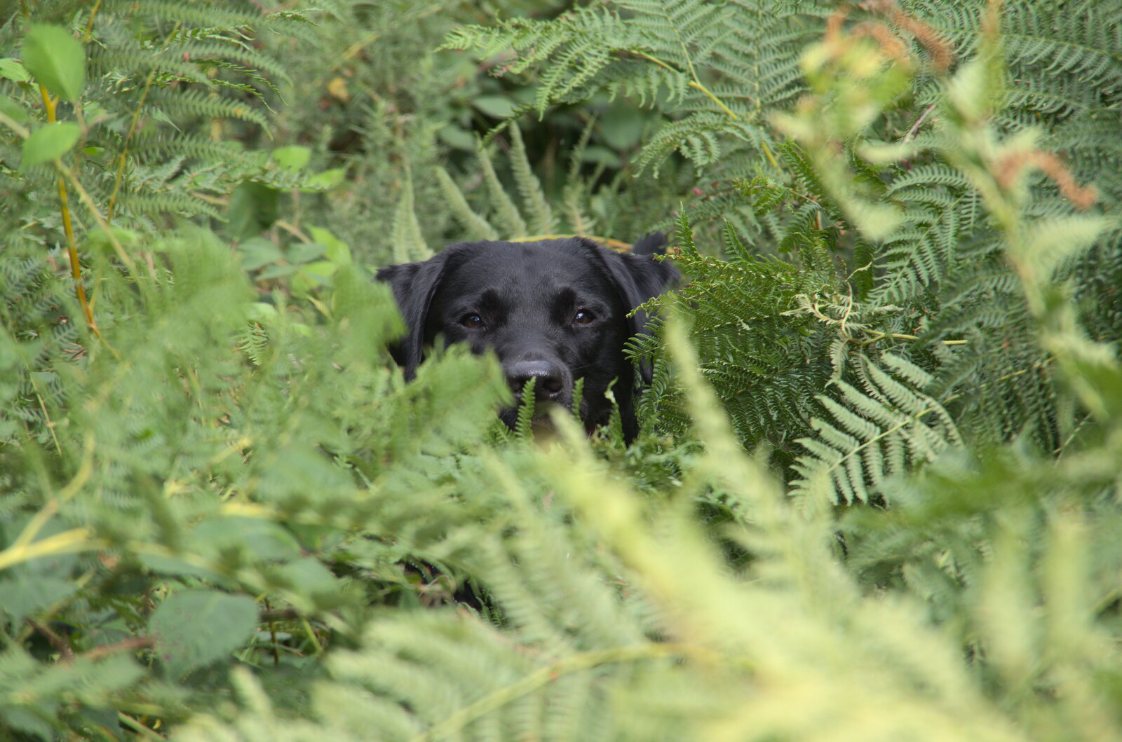 Doug pokes his head up over the bracken from A Game of Cricket, and a Walk Around Chagford, Devon - 23rd August 2020