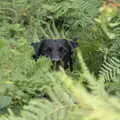 Doug pokes his head up over the bracken, A Game of Cricket, and a Walk Around Chagford, Devon - 23rd August 2020