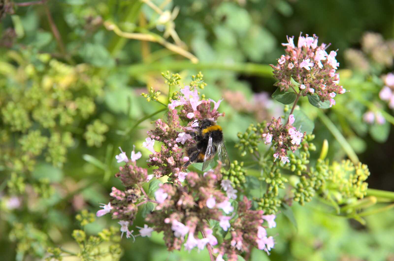 A bee does its thing amongst the flowers from A Walk up Hound Tor, Dartmoor, Devon - 24th August 2020