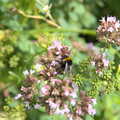 A bee does its thing amongst the flowers, A Walk up Hound Tor, Dartmoor, Devon - 24th August 2020