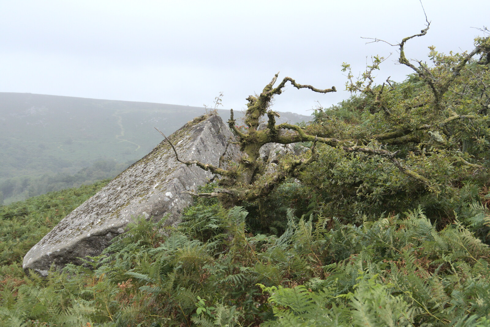 A tangled tree from A Walk up Hound Tor, Dartmoor, Devon - 24th August 2020