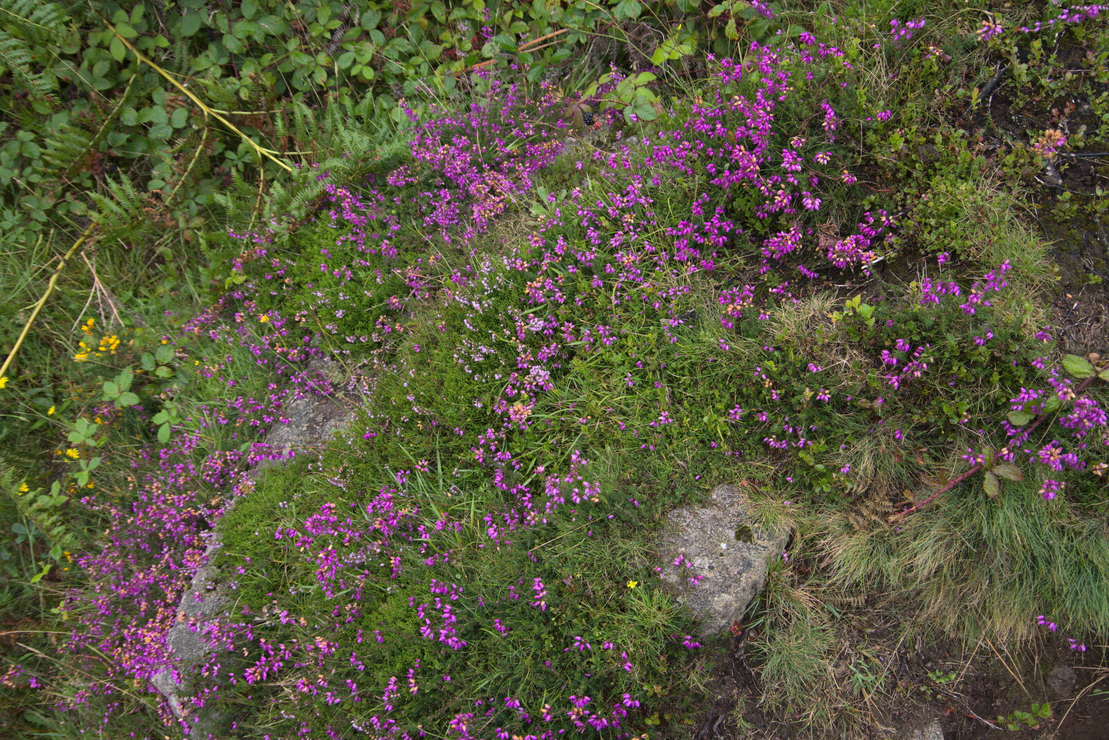 More purple flowers from A Walk up Hound Tor, Dartmoor, Devon - 24th August 2020