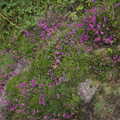 More purple flowers, A Walk up Hound Tor, Dartmoor, Devon - 24th August 2020
