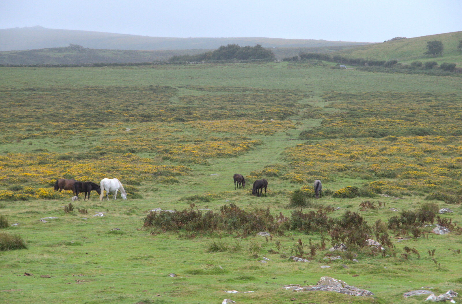 Dartmoor ponies from A Walk up Hound Tor, Dartmoor, Devon - 24th August 2020