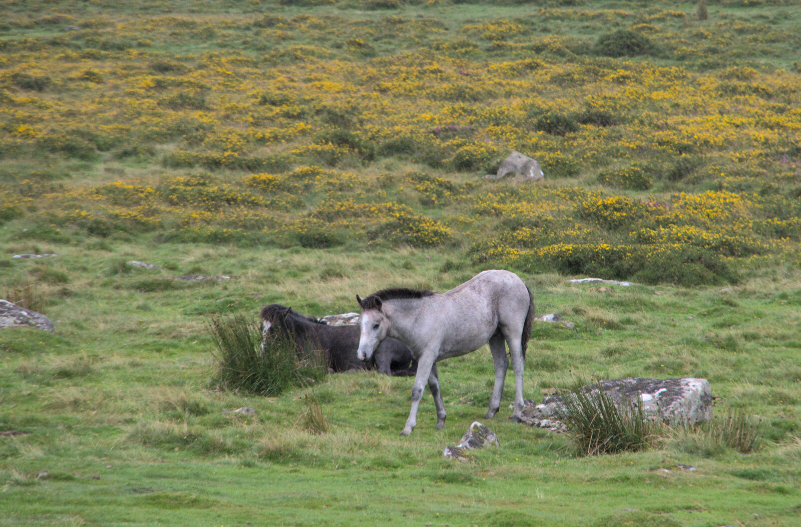 A grey pony from A Walk up Hound Tor, Dartmoor, Devon - 24th August 2020