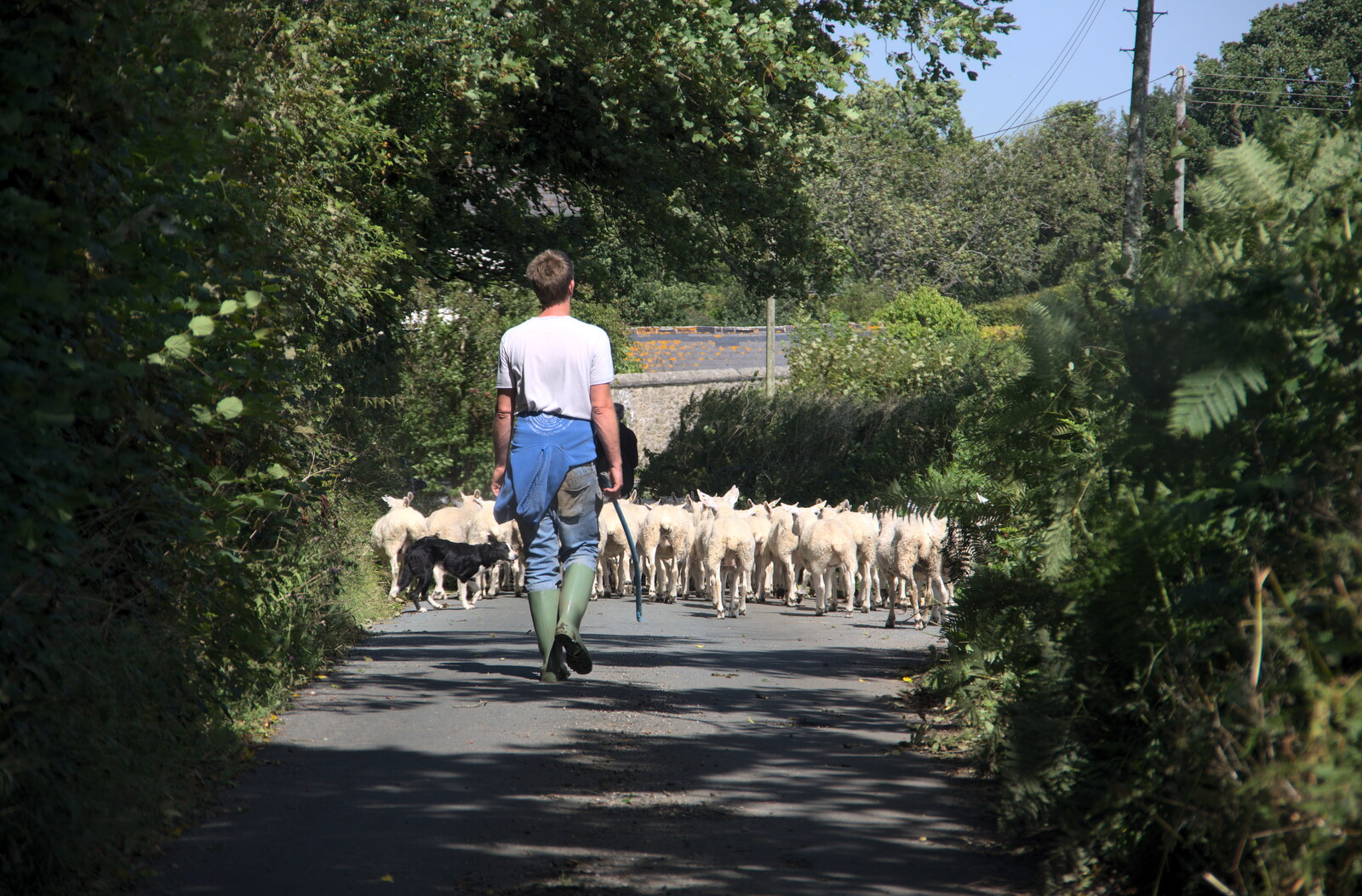 A traditional Devon traffic jam, with sheep from A Walk up Hound Tor, Dartmoor, Devon - 24th August 2020