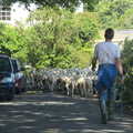 Sheep in the lanes, A Walk up Hound Tor, Dartmoor, Devon - 24th August 2020