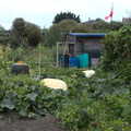 There are some truly massive pumpkins in a garden, A Trip to Orford, Suffolk - 29th August 2020
