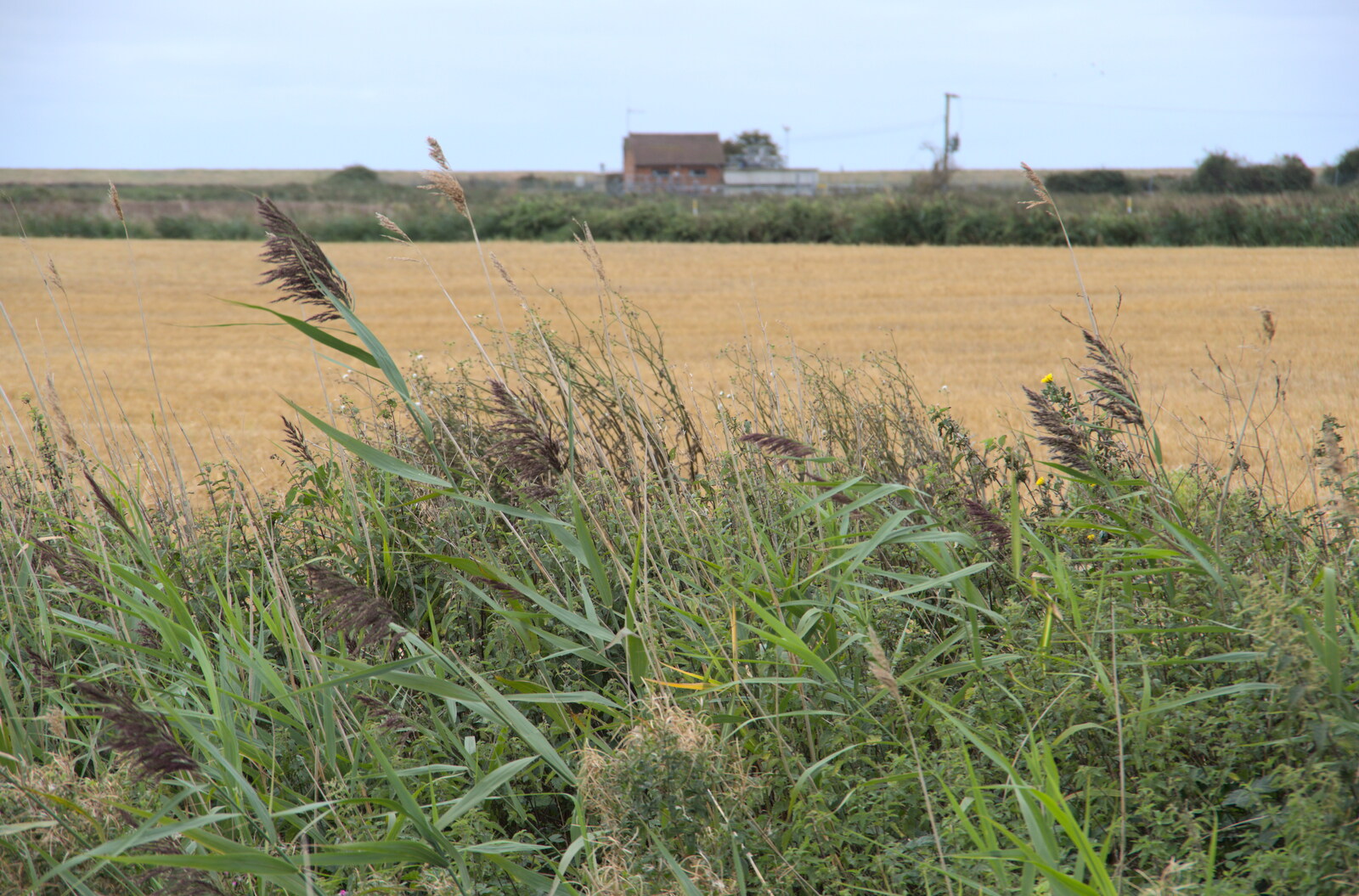 Wind-blown grasses from A Trip to Orford, Suffolk - 29th August 2020