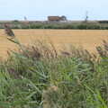 Wind-blown grasses, A Trip to Orford, Suffolk - 29th August 2020