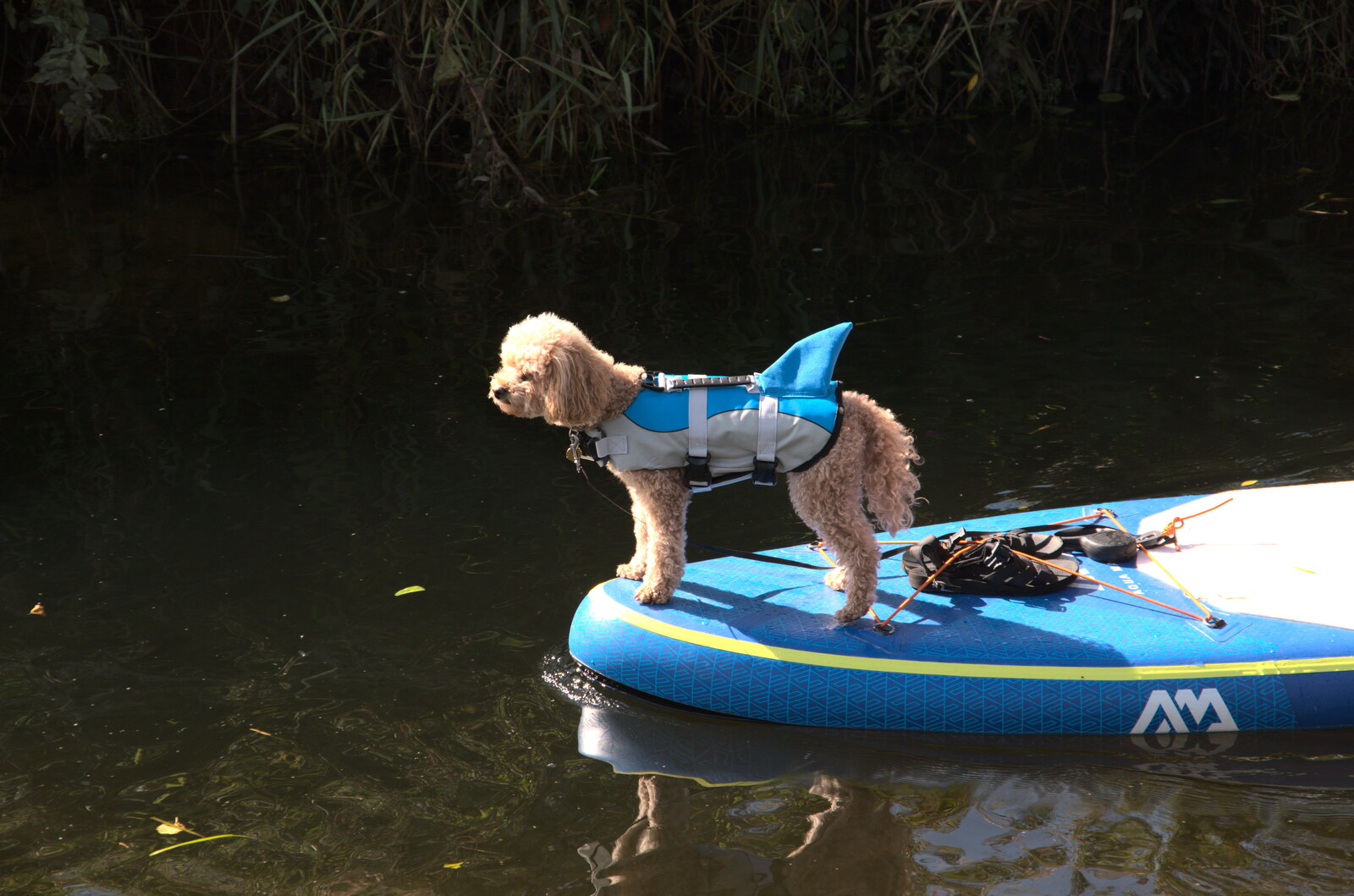 Camping at Three Rivers, Geldeston, Norfolk - 5th September 2020: A small dog, with shark fin, floats past