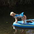A small dog, with shark fin, floats past, Camping at Three Rivers, Geldeston, Norfolk - 5th September 2020