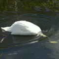 A swan looks around for water weeds, Camping at Three Rivers, Geldeston, Norfolk - 5th September 2020