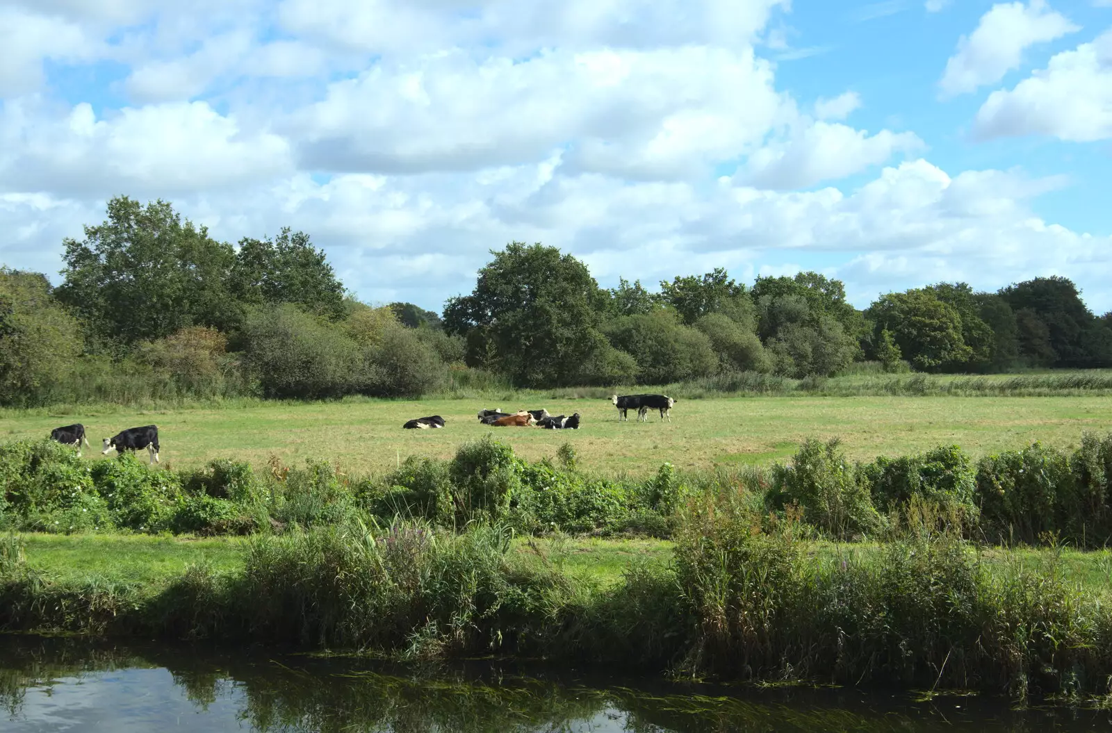 A view of cows over the river, from Camping at Three Rivers, Geldeston, Norfolk - 5th September 2020