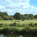 Camping at Three Rivers, Geldeston, Norfolk - 5th September 2020, A view of cows over the river