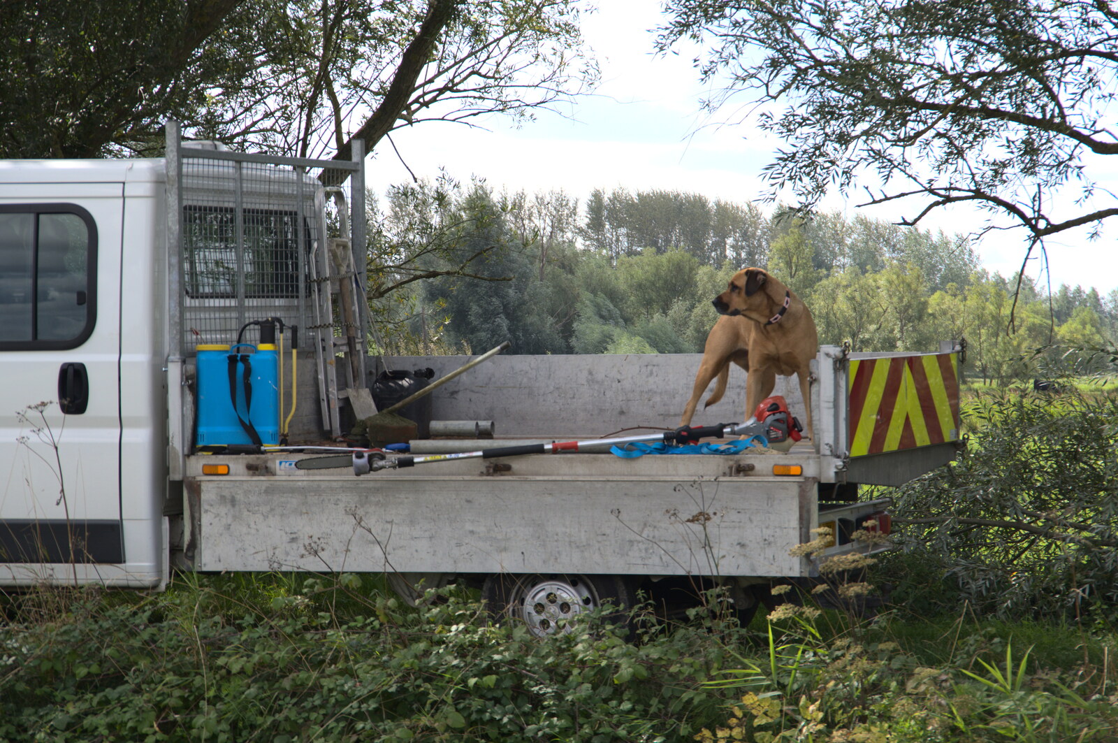 Camping at Three Rivers, Geldeston, Norfolk - 5th September 2020: A dog stands around on the back of a van