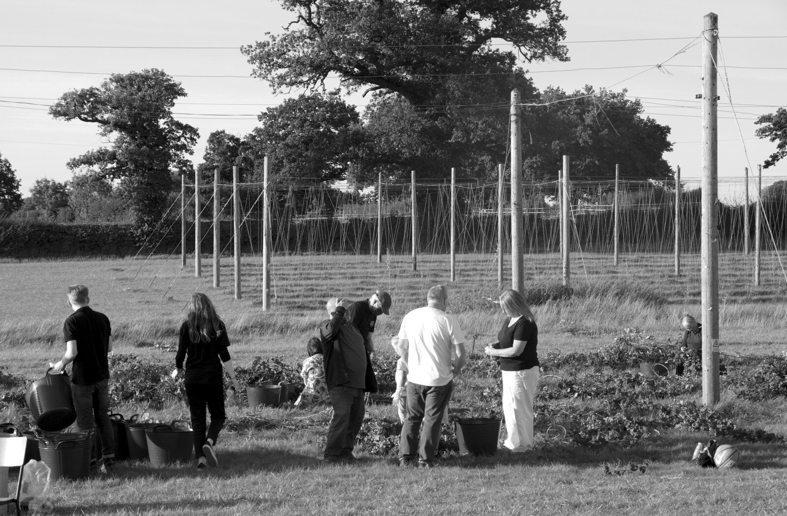 More hop picking amongst the wires from Star Wing's Hops and Hogs Festival, Redgrave, Suffolk - 12th September 2020