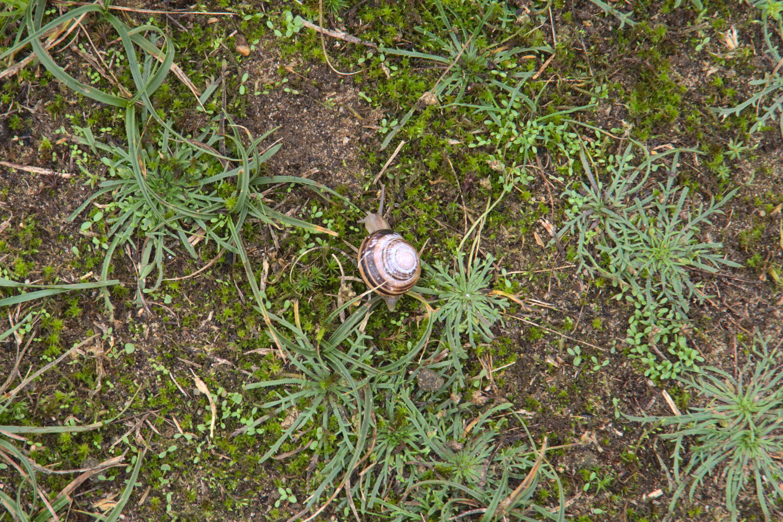 Dave the Snail slithers around from Sizewell Beach and the Lion Pub, Sizewell and Theberton, Suffolk - 4th October 2020