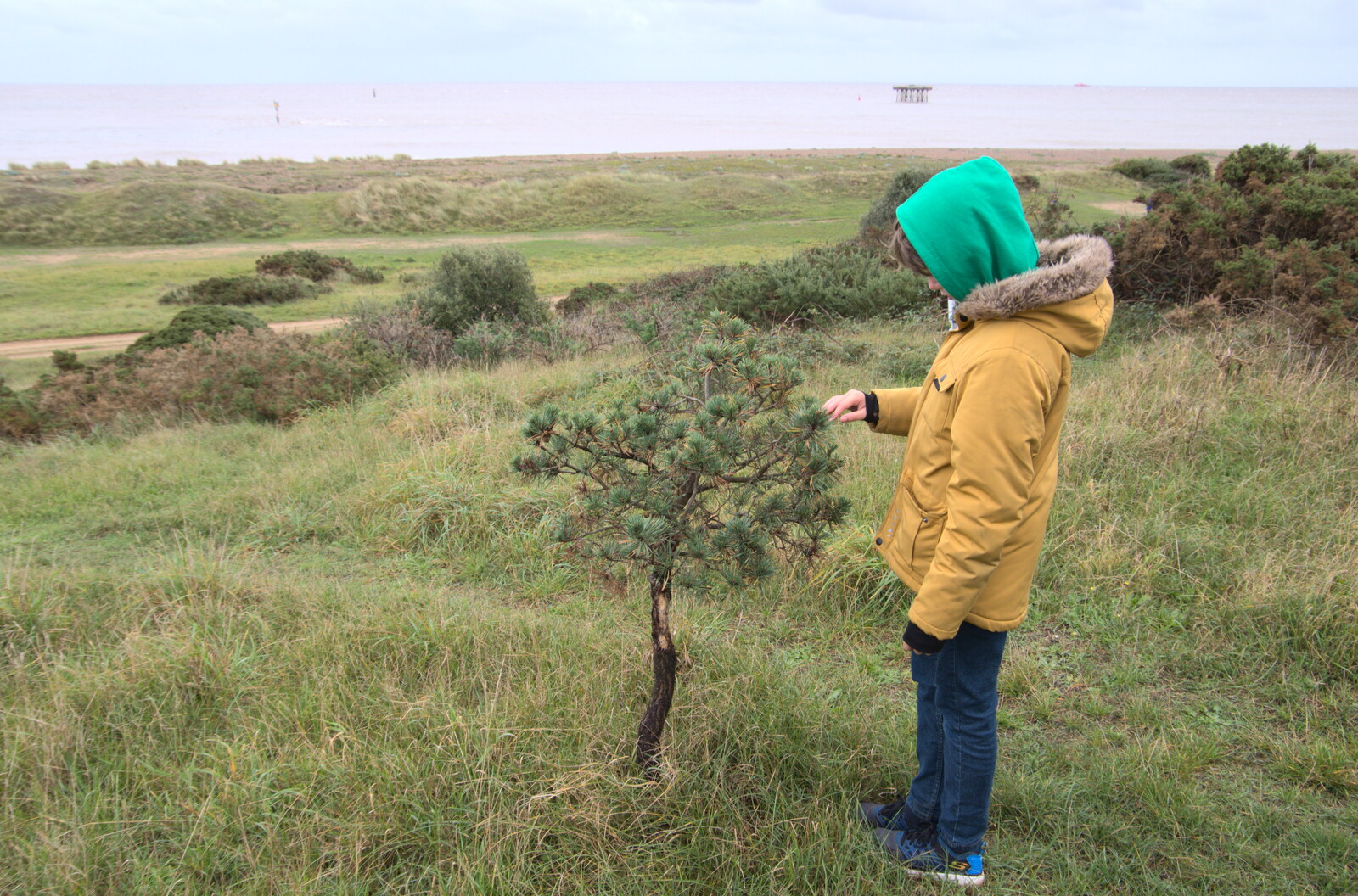 Fred pokes at a stumpy tree from Sizewell Beach and the Lion Pub, Sizewell and Theberton, Suffolk - 4th October 2020