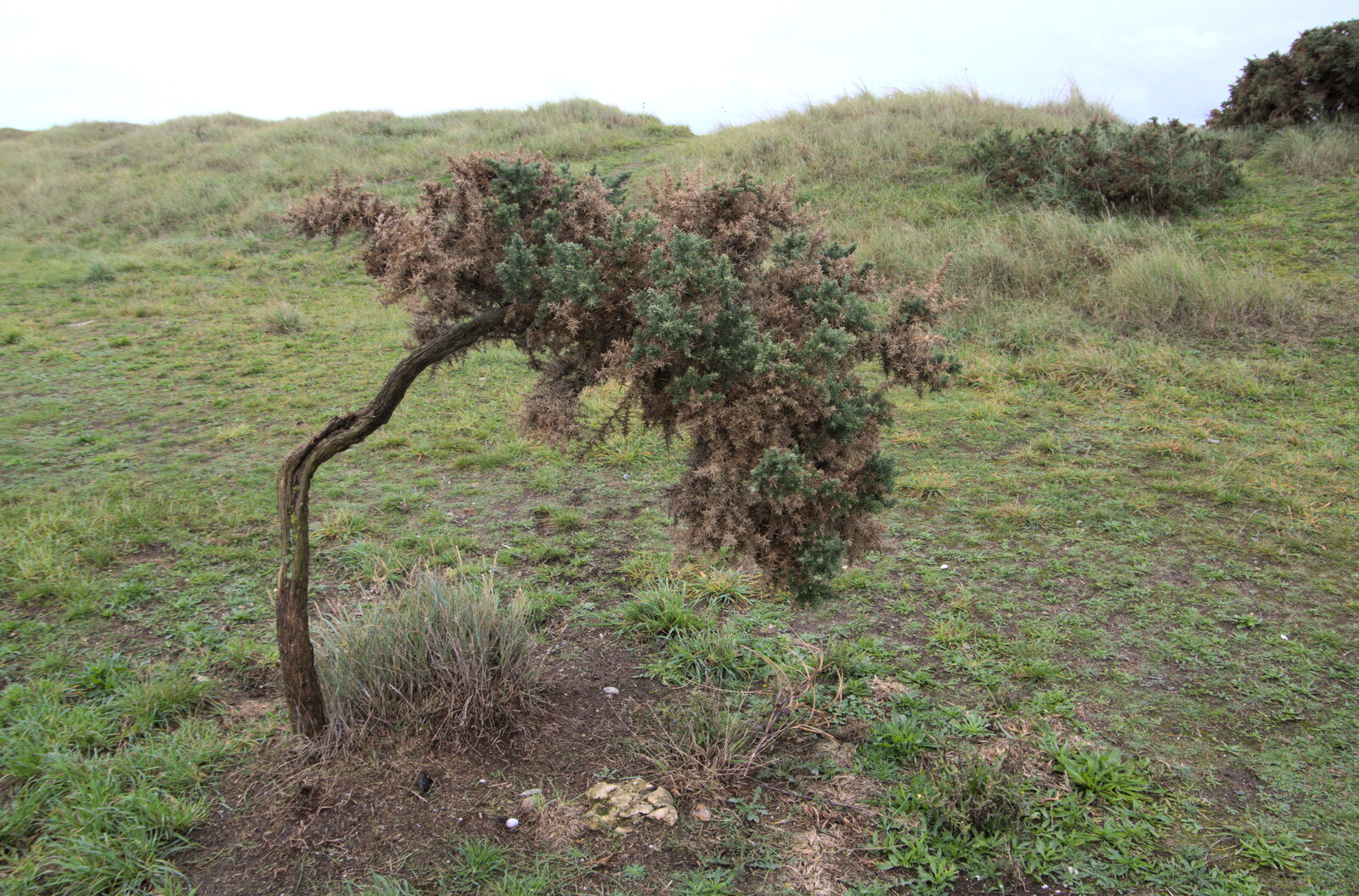 A windswept tree from Sizewell Beach and the Lion Pub, Sizewell and Theberton, Suffolk - 4th October 2020