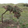2020 A windswept tree