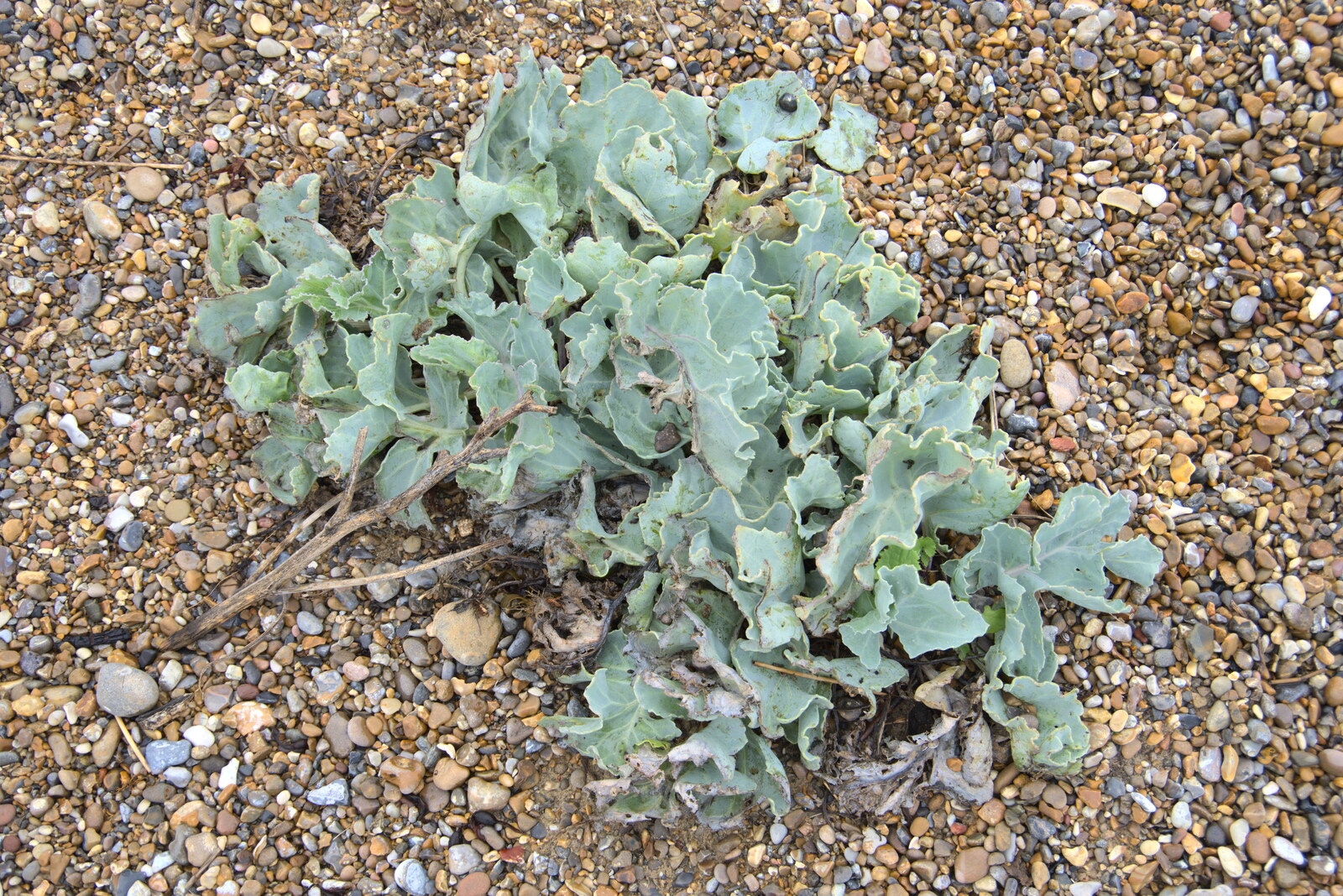 Some sea cabbage from Sizewell Beach and the Lion Pub, Sizewell and Theberton, Suffolk - 4th October 2020