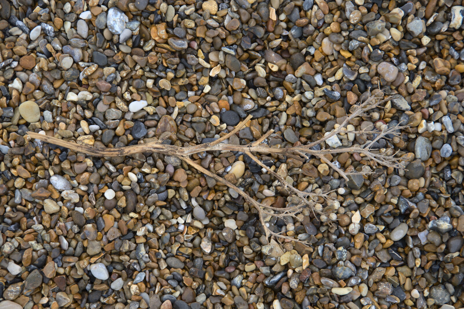 A dried twig from Sizewell Beach and the Lion Pub, Sizewell and Theberton, Suffolk - 4th October 2020