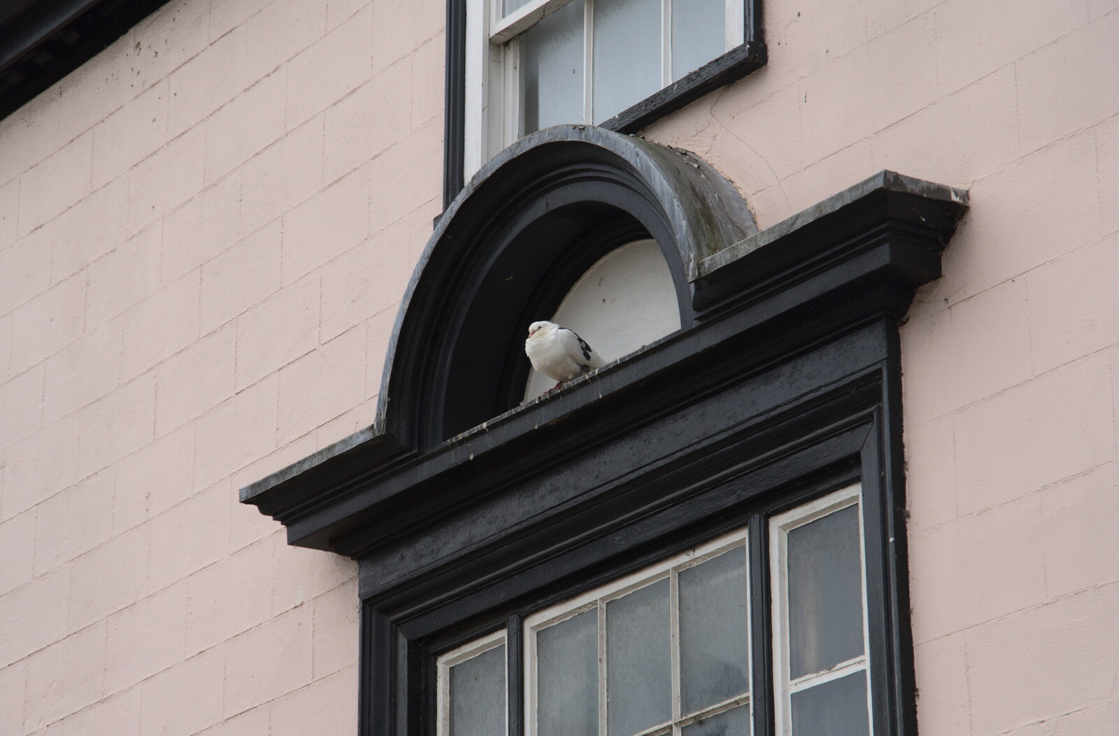 A pigeon perches on a window from A Walk Around Town, Diss, Norfolk - 10th October 2020