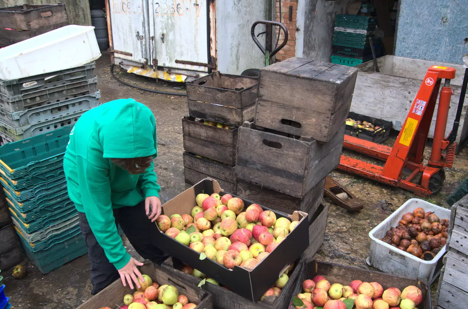 Fred in the apples, from Trevor's Last Apple Pressing, Carleton Rode and Shelfanger, Norfolk - 18th October 2020