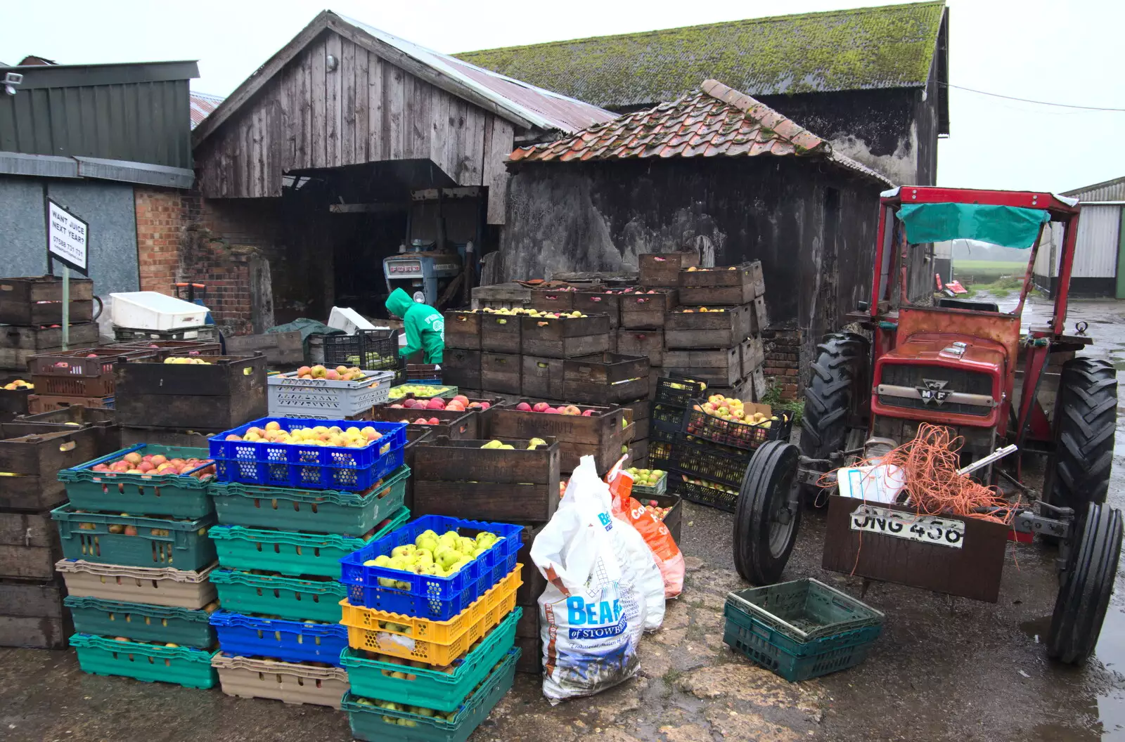 Fred pokes around in the apple yard, from Trevor's Last Apple Pressing, Carleton Rode and Shelfanger, Norfolk - 18th October 2020