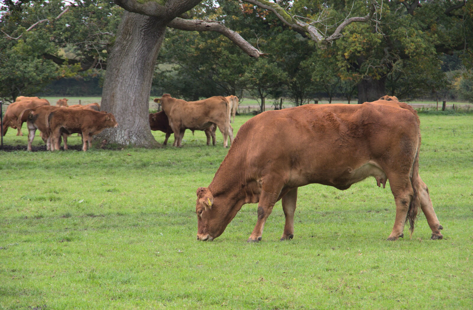 How now brown cow from A Walk Around Thornham Estate, Thornham Magna, Suffolk - 18th October 2020