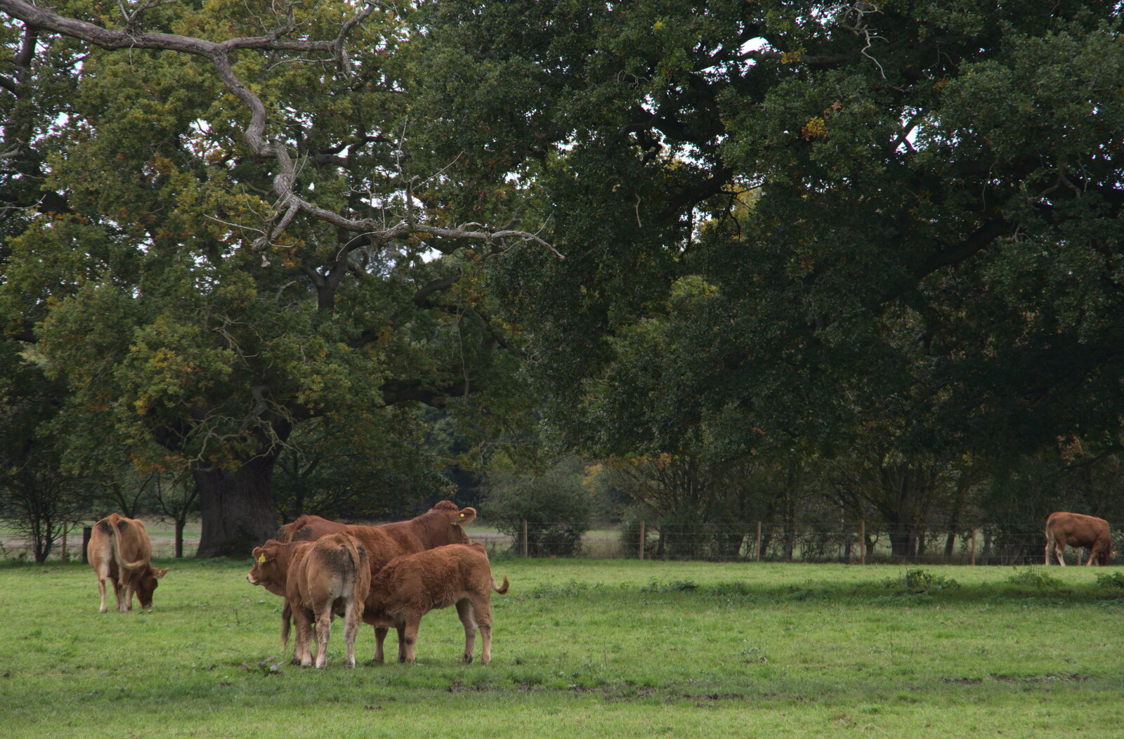 Brown cows in the field from A Walk Around Thornham Estate, Thornham Magna, Suffolk - 18th October 2020