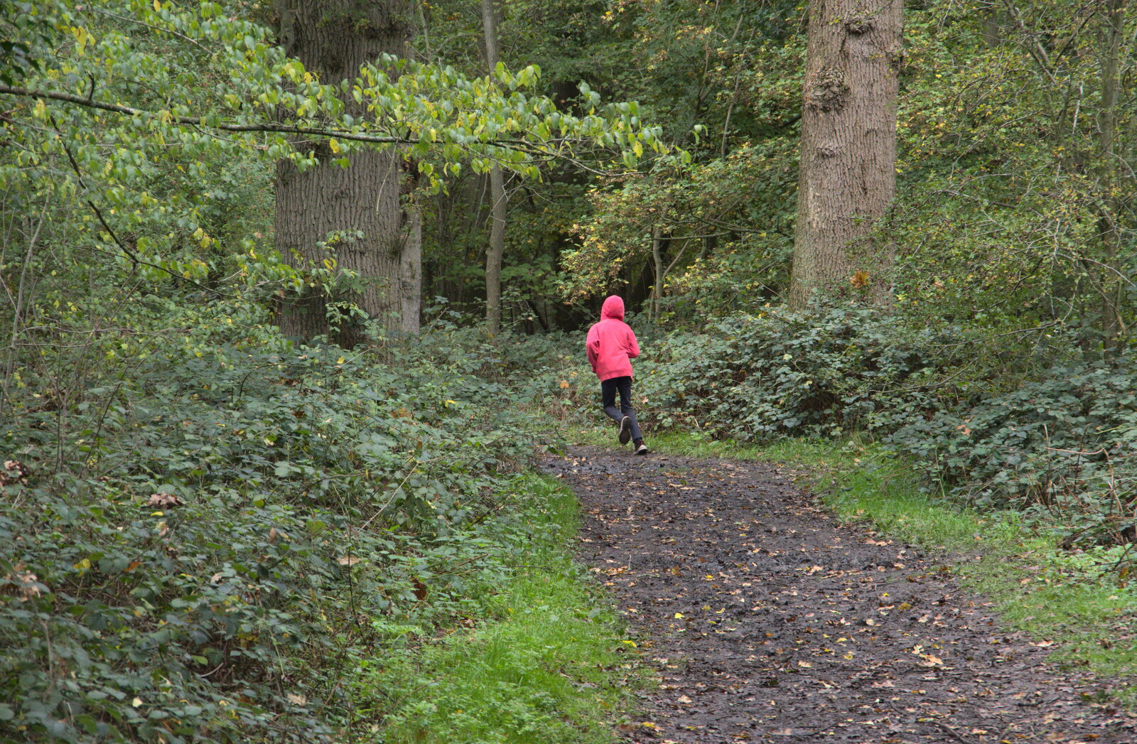 Harry runs off up the path from A Walk Around Thornham Estate, Thornham Magna, Suffolk - 18th October 2020