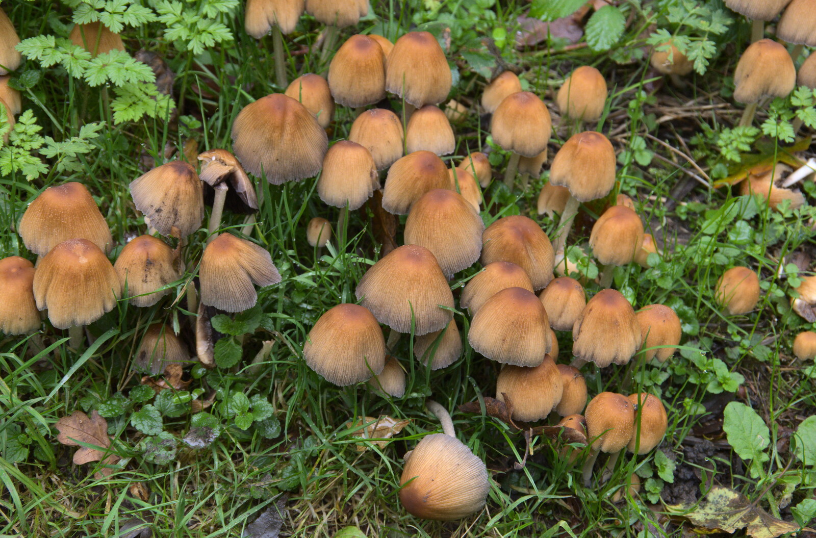 A bunch of mushrooms from A Walk Around Thornham Estate, Thornham Magna, Suffolk - 18th October 2020