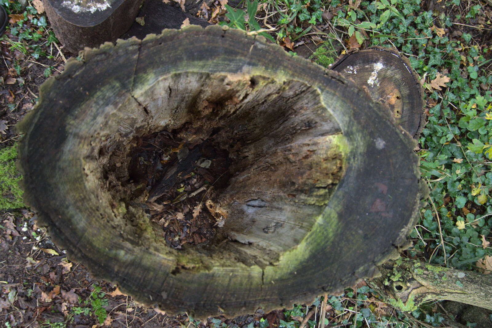 A hollowed-out tree trunk from A Walk Around Thornham Estate, Thornham Magna, Suffolk - 18th October 2020