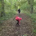 Harry grabs an acorn, A Walk Around Thornham Estate, Thornham Magna, Suffolk - 18th October 2020