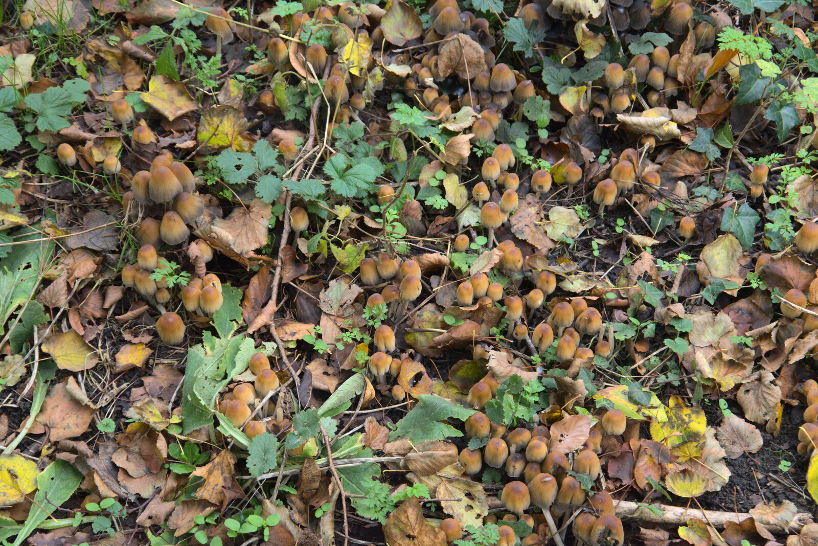 More mushrooms from A Walk Around Thornham Estate, Thornham Magna, Suffolk - 18th October 2020