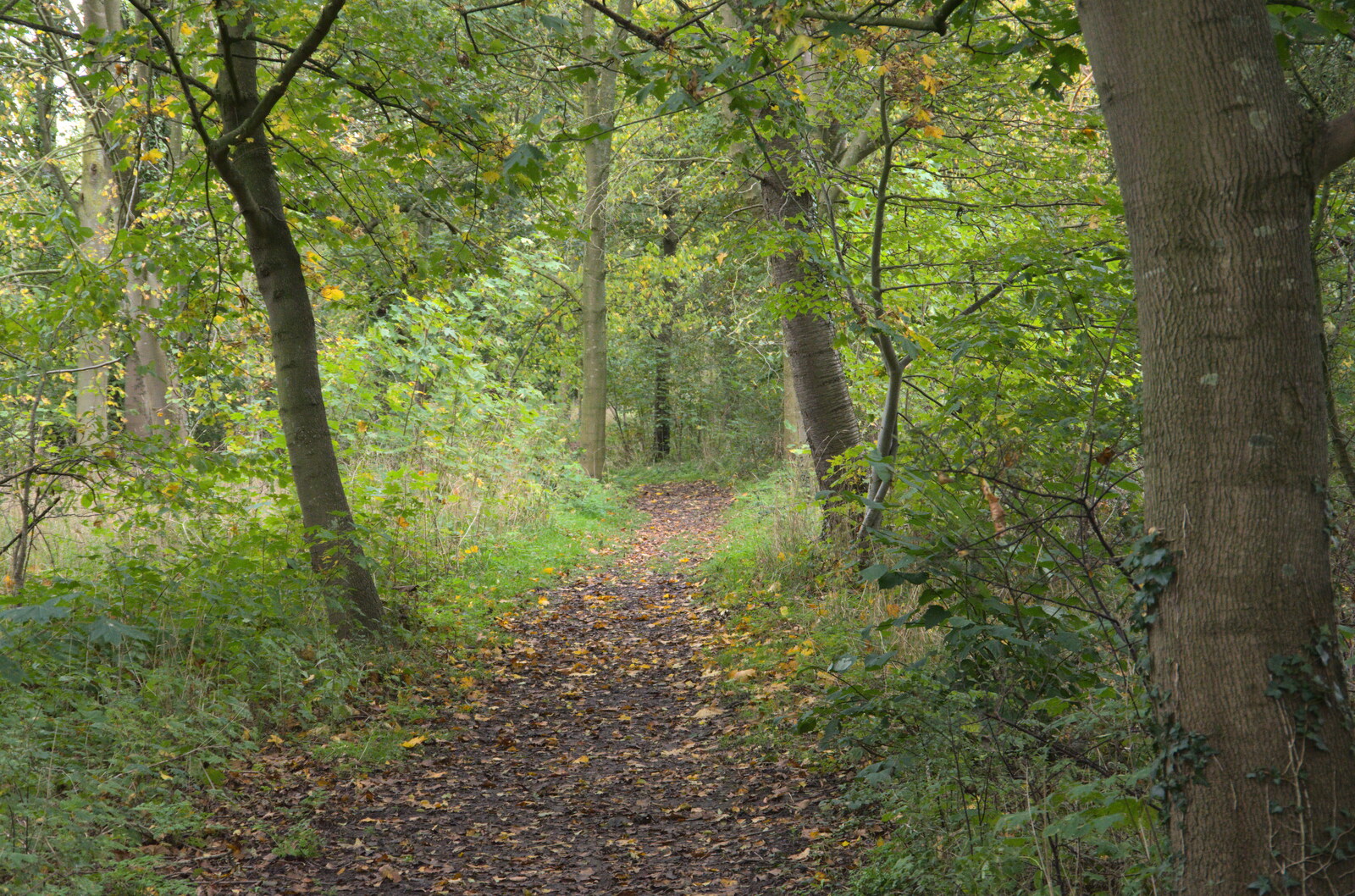 A path through the woods from A Walk Around Thornham Estate, Thornham Magna, Suffolk - 18th October 2020