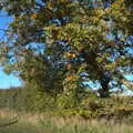 Harry and an autumnal tree, A Walk Around the Avenue, Brome, Suffolk - 25th October 2020